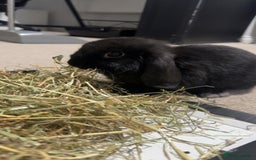 Mini Lion Lop rabbits for sale: 2 Mini Lops  - Image 6