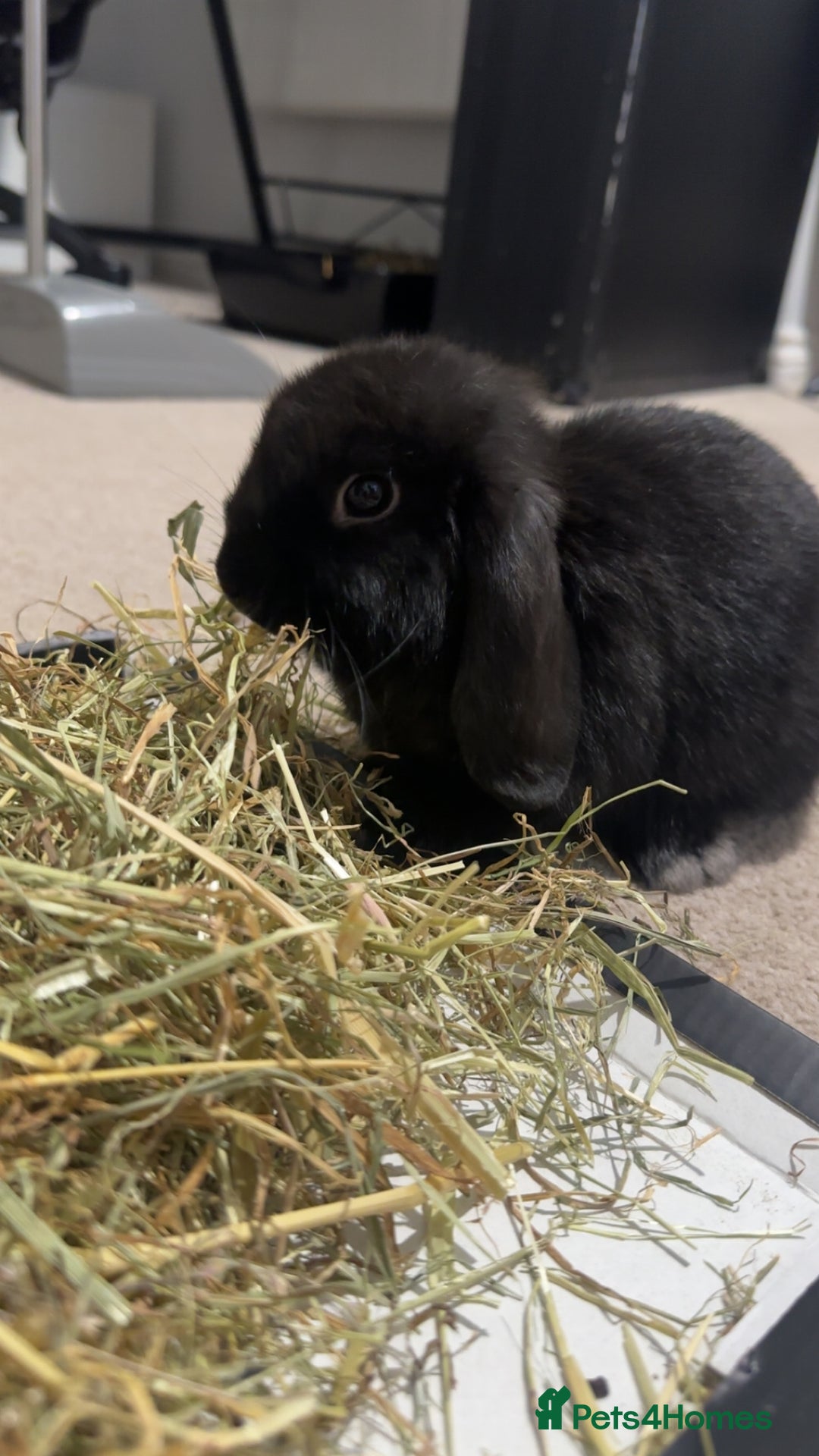 Mini Lion Lop rabbits for sale: 2 Mini Lops  - Image 6