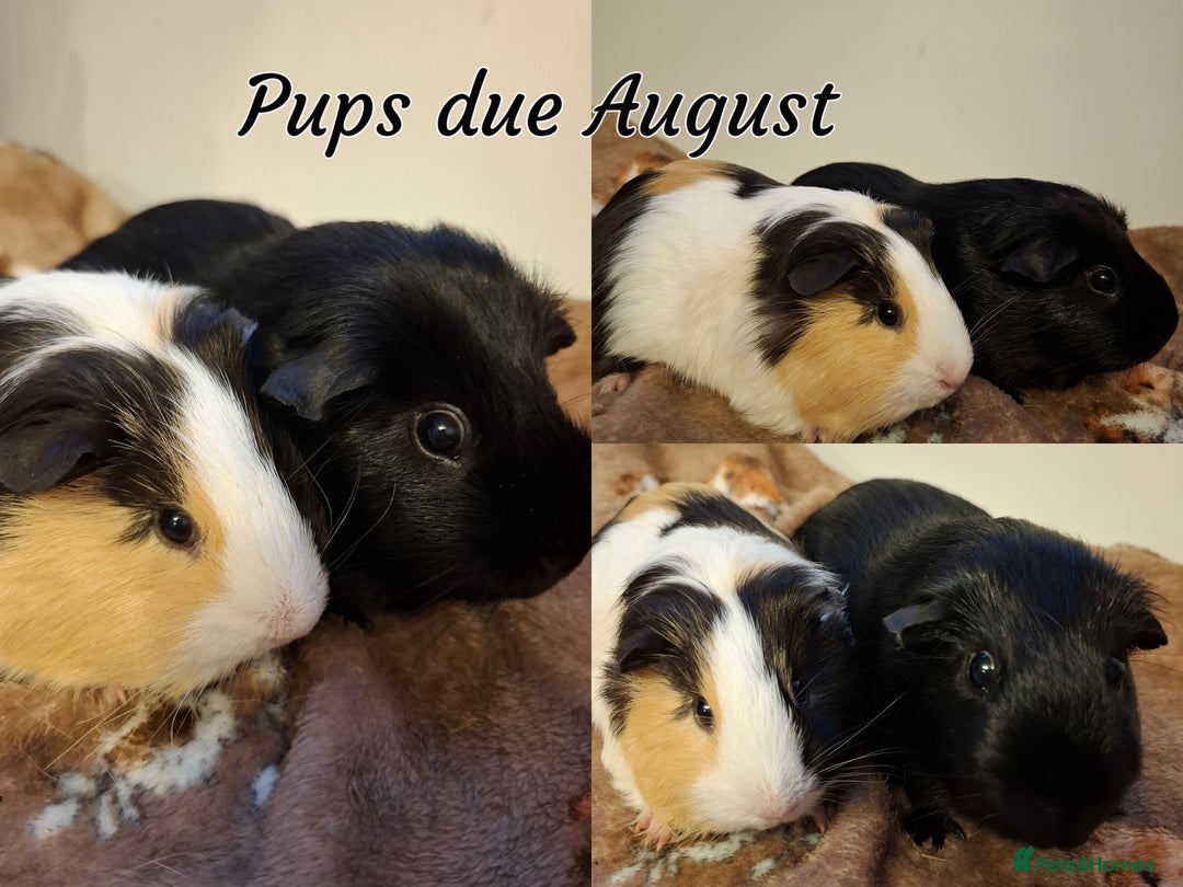 Guinea Pig rodents for sale: Beautiful Baby Guinea Pigs - Image 17