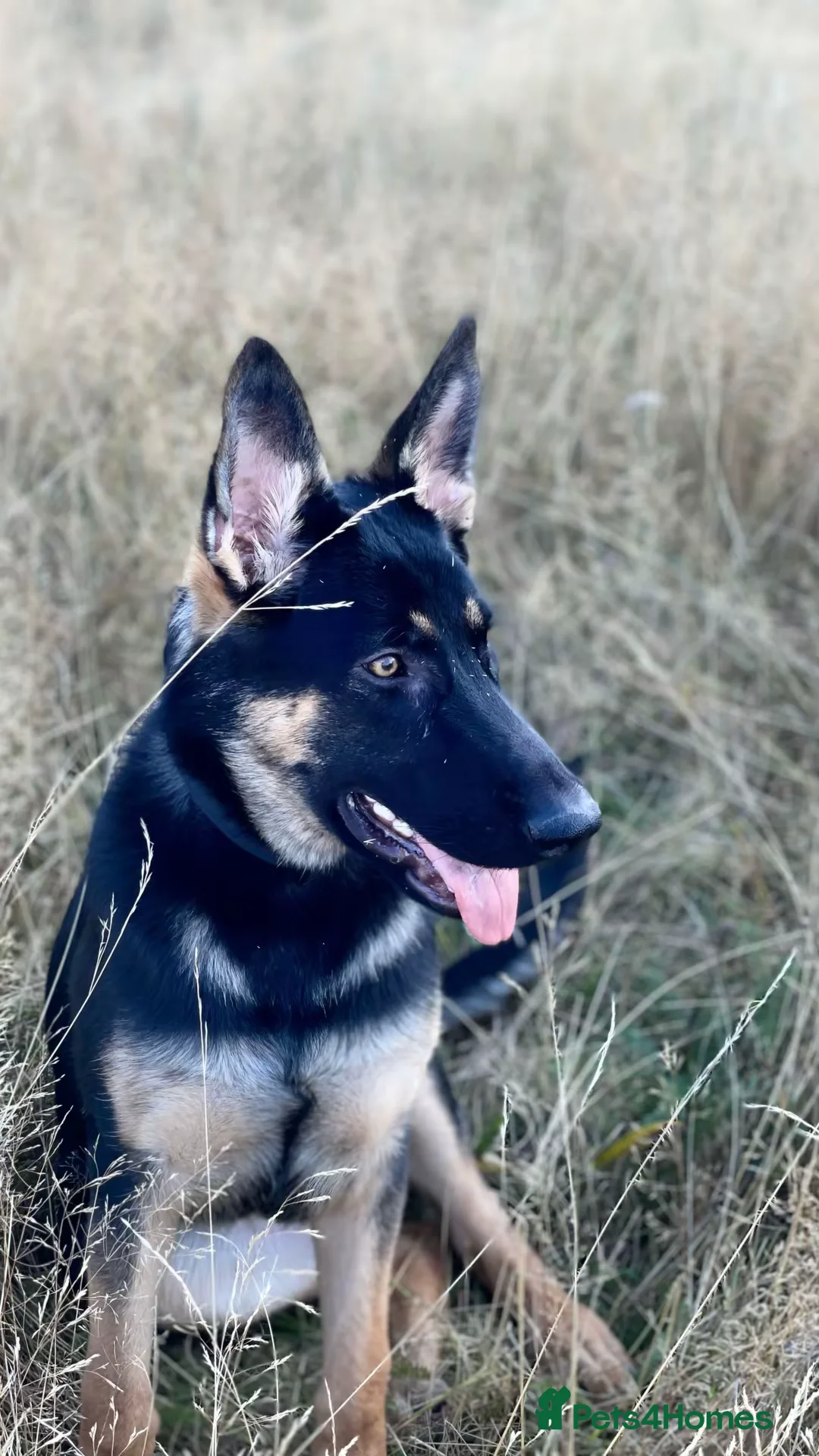 Mixed Breed birds for sale: German Shepherd - Advert 5