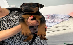 Mixed Breed dogs for sale: Pure breed Chinese red dog puppies/Laizhou Hong - Image 12