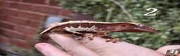 Gecko reptiles for sale: Various crested geckos  - Advert 4