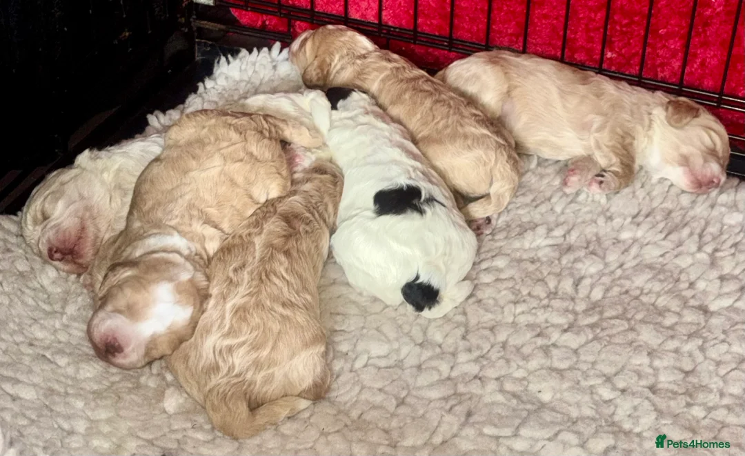 Cockapoo dogs for sale: Cockerpoo puppies  - Advert 25