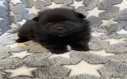 Pomeranian dogs for sale: Pomeranian puppies - Image 15