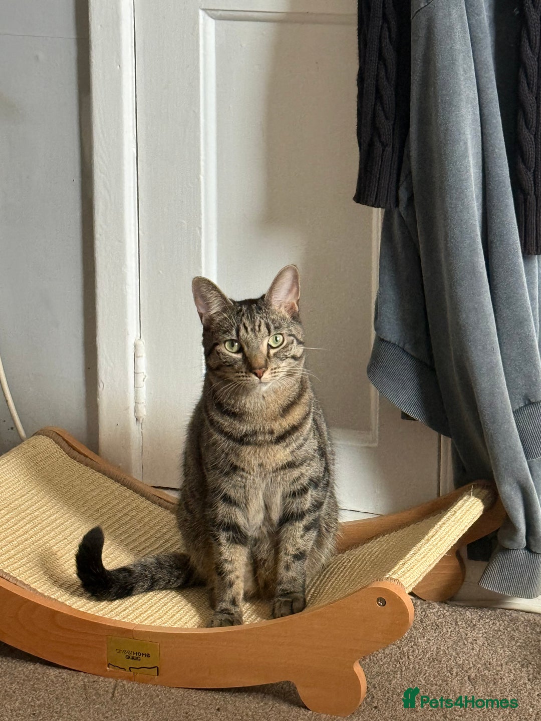 Mixed Breed cats for sale: Jinx! - Advert 3