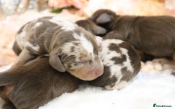 Miniature Dachshund dogs for sale: KC Miniature Dachshund Puppies - Image 16