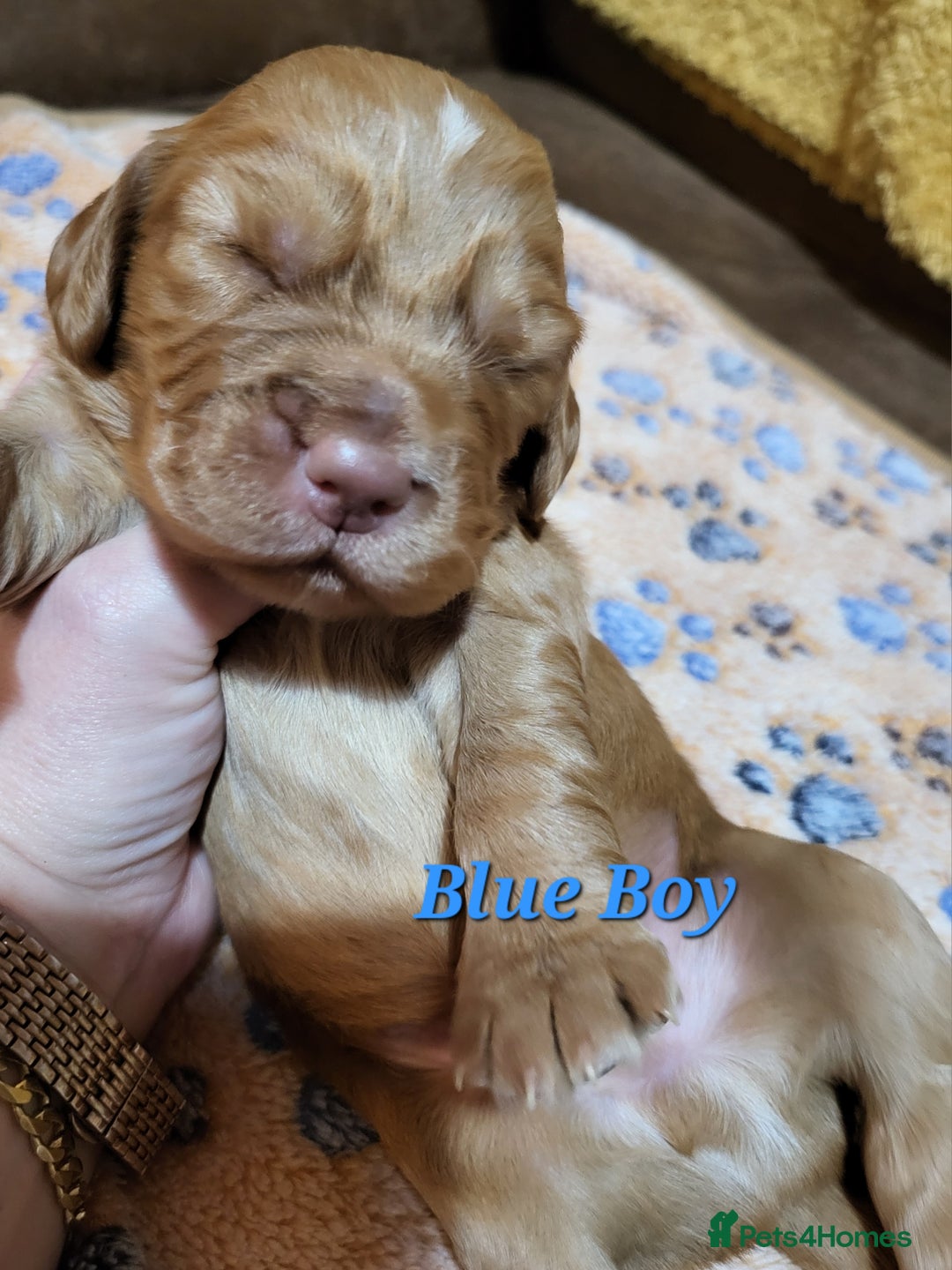 Cocker Spaniel dogs for sale: Working Cocker Spaniel Pups - Advert 8