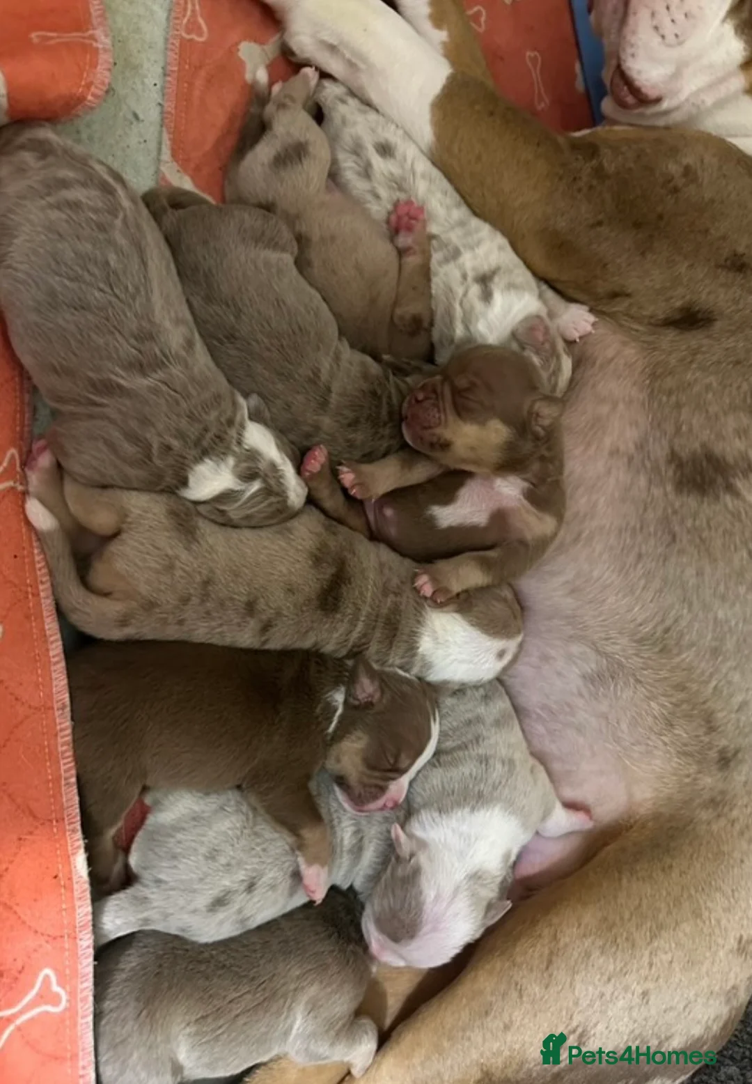 Olde English Bulldogge dogs for stud: Olde English Bulldog stud well proven - Advert 23