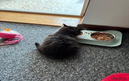 Mixed Breed cats for sale: 2 gorgeous long haired females available - Image 15