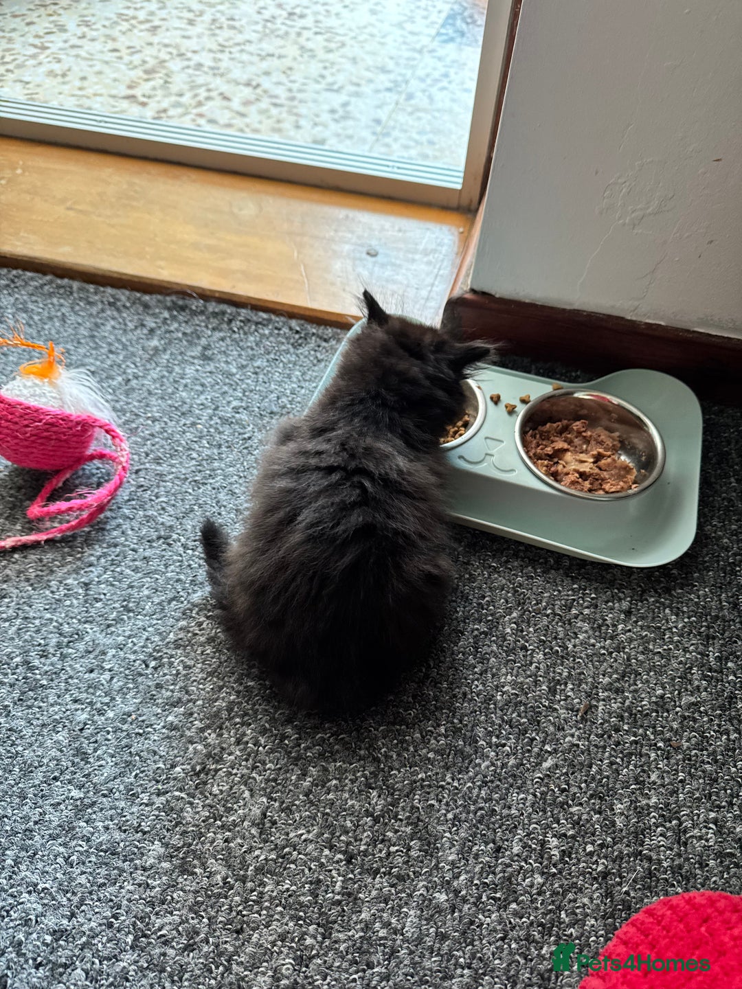 Mixed Breed cats for sale: 2 gorgeous long haired females available - Image 15