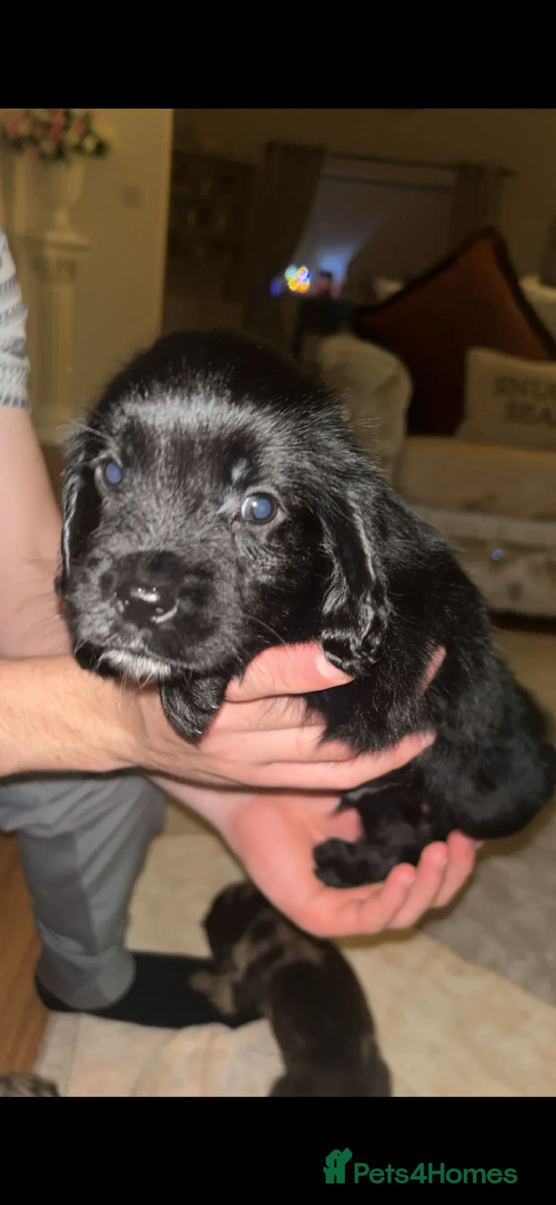 Cocker Spaniel dogs for sale: 2 cocker spaniel  - Advert 3