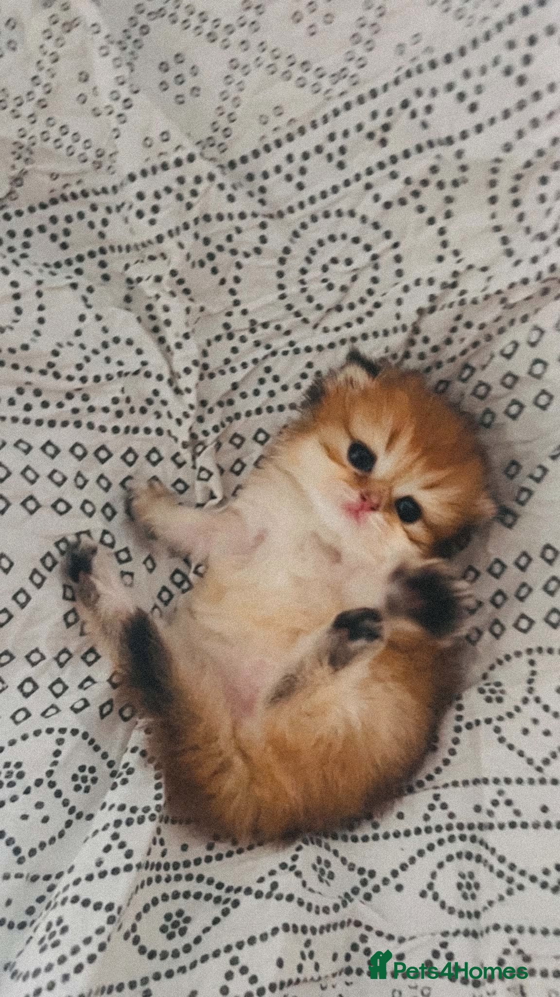 British Longhair cats 🐾🐾♥️Baby boy - golden black shaded boy🐾🐾♥️ - Advert 8