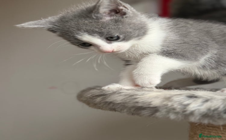 Russian Blue cats Russian Blue x BSH breed Kittens, Ready Today! - Advert 4