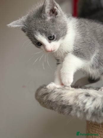 Russian Blue cats Russian Blue x BSH breed Kittens, Ready Today! - Advert 4