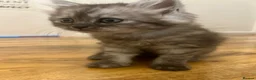 Persian cats for sale: Cute Half Persian Kittens  - Advert 23