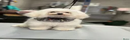 Toy Poodle dogs for stud: Tiny Extreme party silver boy for stud - Advert 4