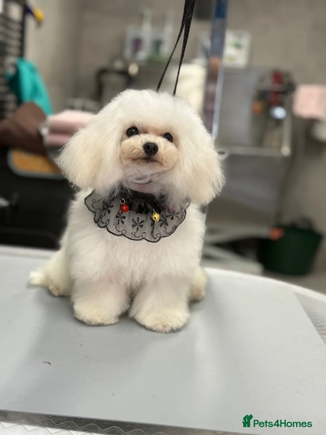 Toy Poodle dogs for stud: Tiny Extreme party silver boy for stud - Advert 4