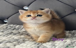 British Shorthair cats for sale: Ready to go Golden BSH Kittens Champ line  in March - Image 12
