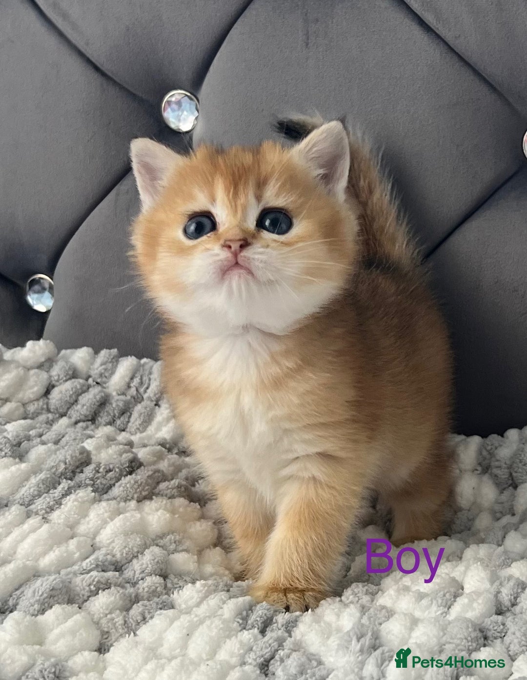 British Shorthair cats for sale: Ready to go Golden BSH Kittens Champ line  in March - Image 12