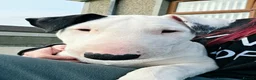 Bull Terrier dogs for sale: Bull terrier pups (1 male & 1 female) - Advert 18