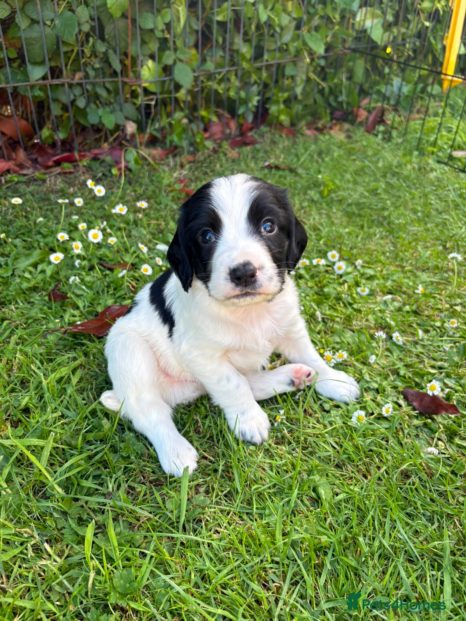 Sprocker dogs Sprocker x Spaniel Puppies - Advert 2