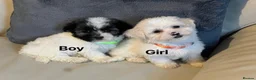 Malshi dogs for sale: Malshi puppies  - Advert 1