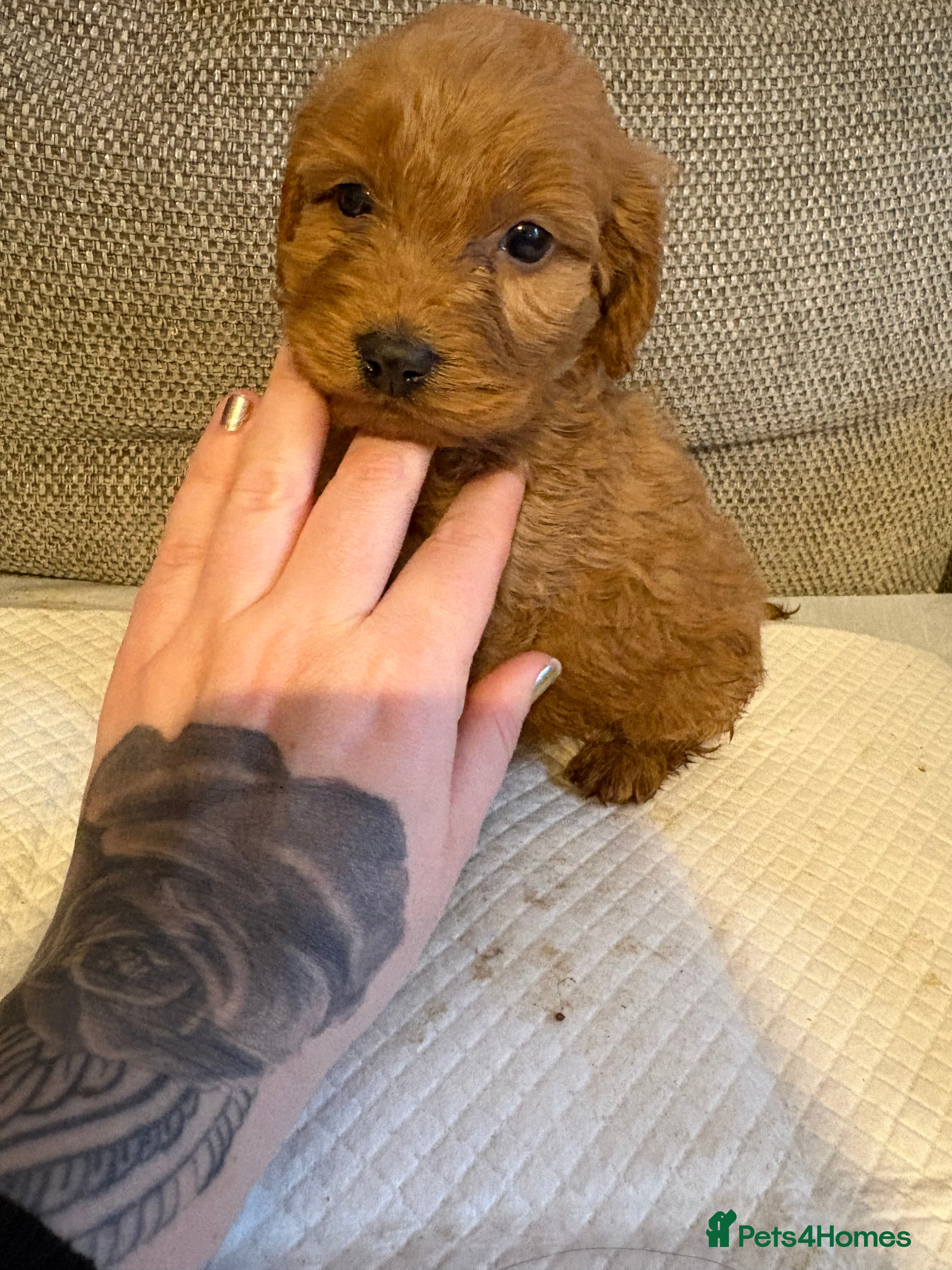 Cockapoo dogs 1 beautiful f1 Cockapoo puppy - Advert 13