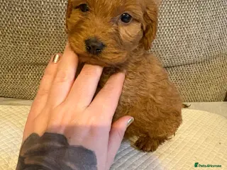 Cockapoo dogs 1 beautiful f1 Cockapoo puppy - Advert 13