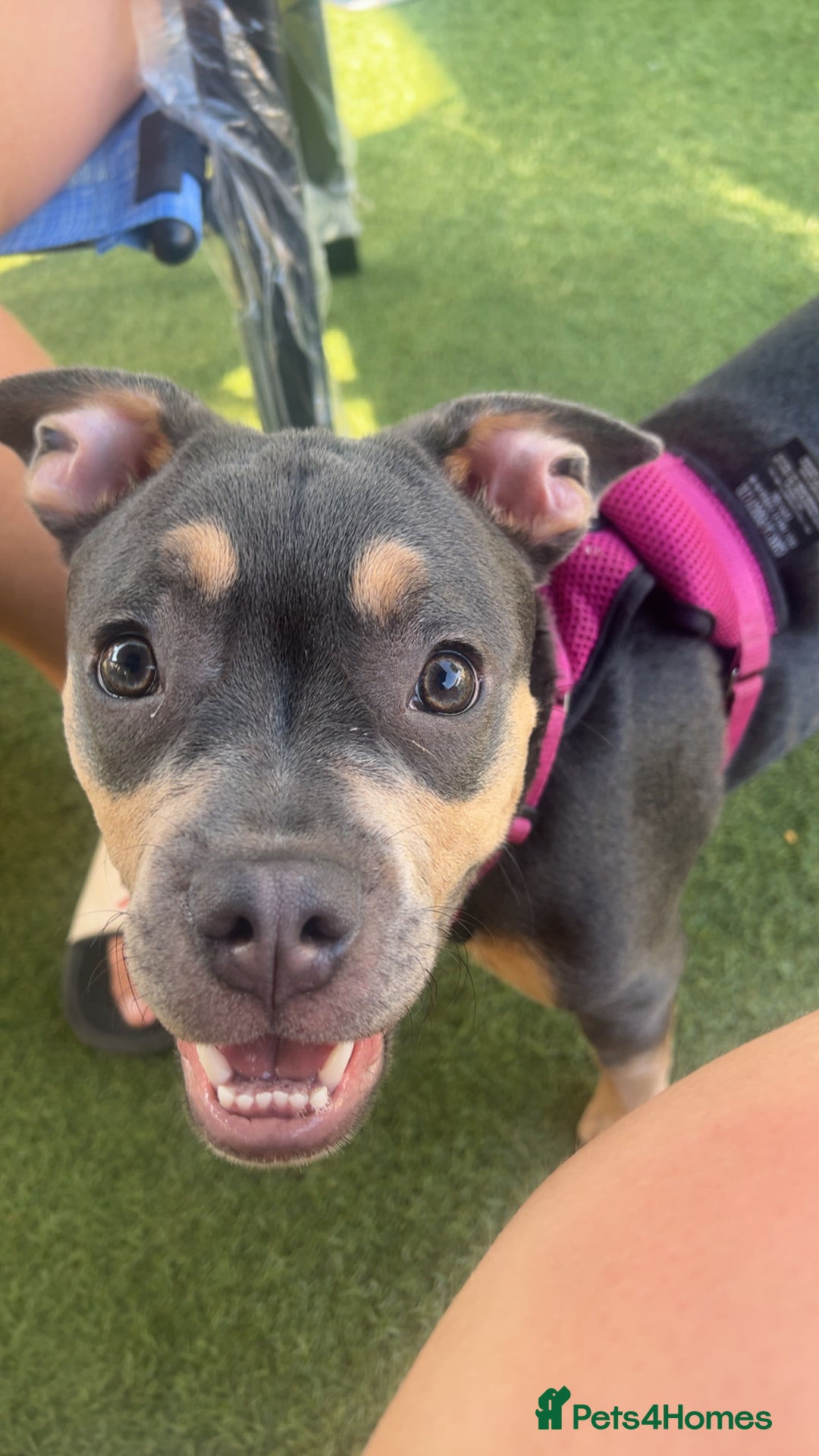 Mixed Breed dogs for sale: Frenchie X Staffy - Image 1