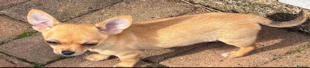 Chihuahua Puppy 1
