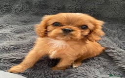 Cavalier King Charles Spaniel dogs for sale: Stunning Ruby girl available  - Image 1