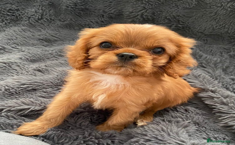 Cavalier King Charles Spaniel dogs - Advert 2