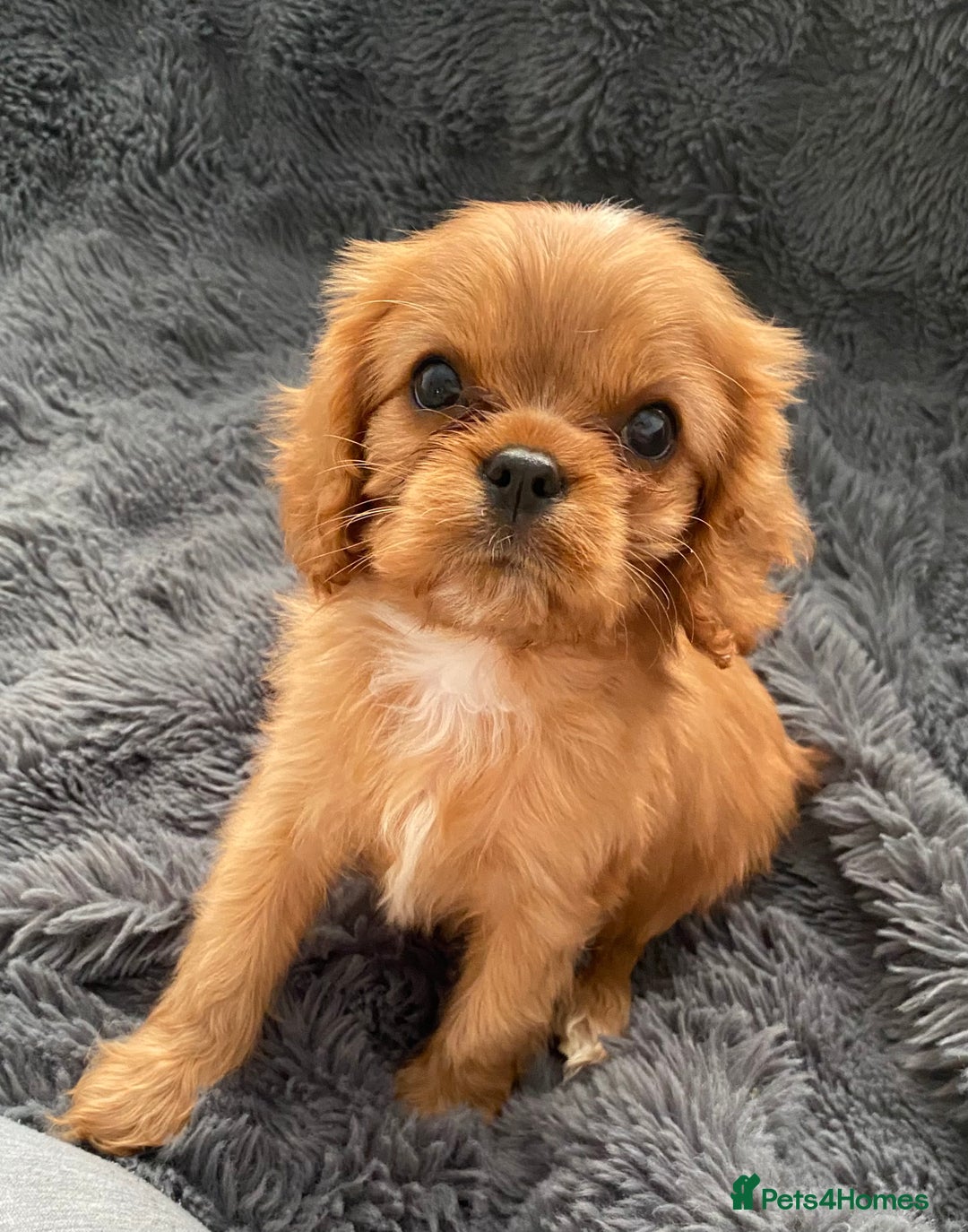 Cavalier King Charles Spaniel dogs for sale: Stunning Ruby girl available  - Image 1
