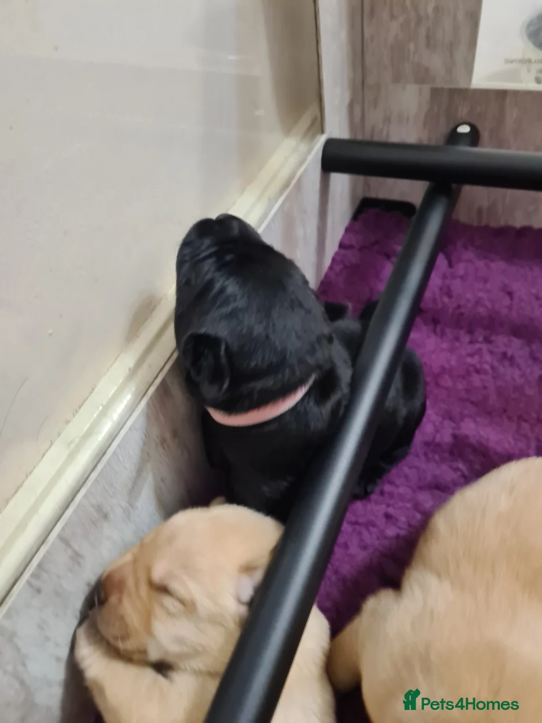 Labrador Retriever dogs for sale: Health tested KC Labrador Puppies in Newbury - Advert 2