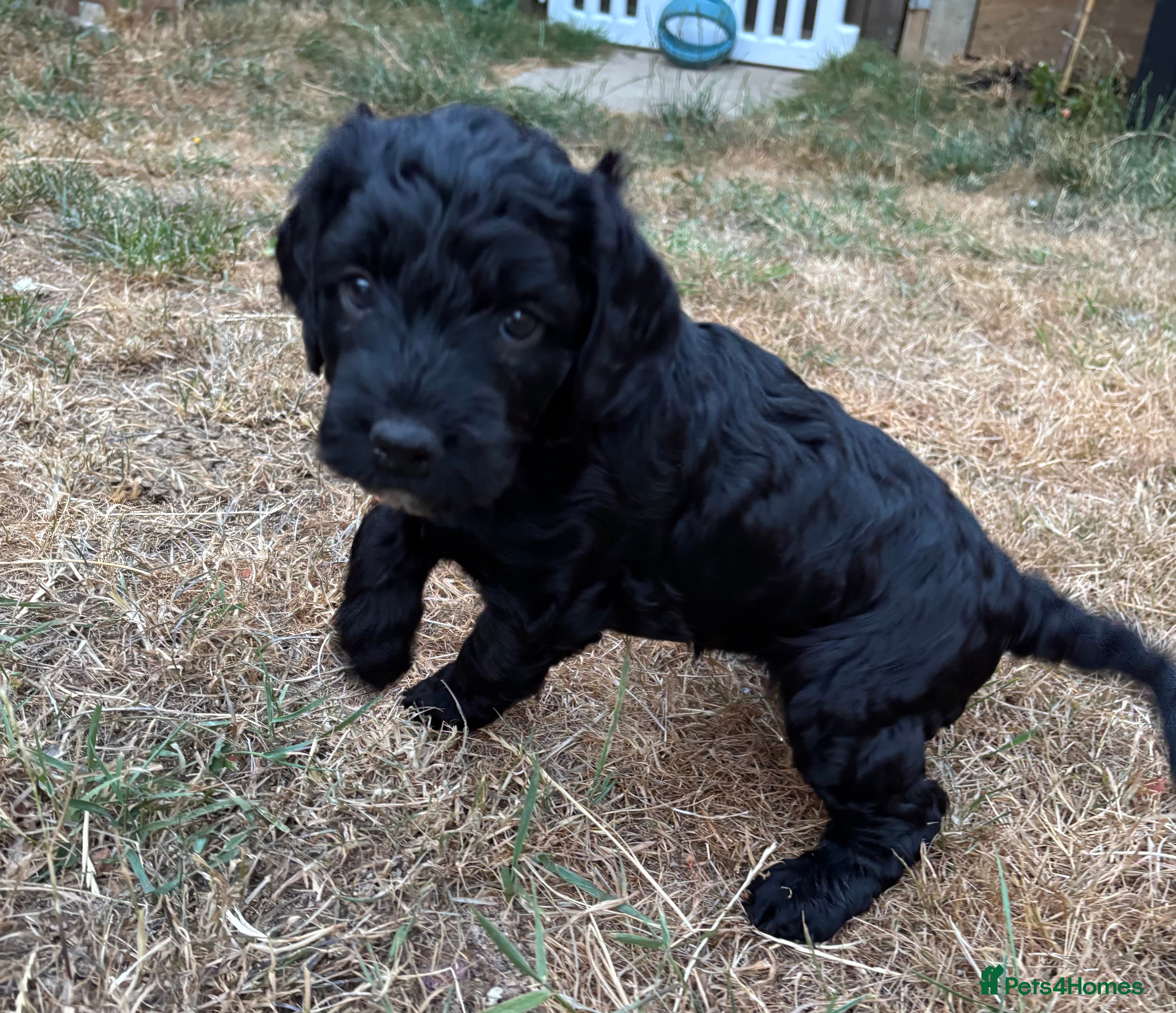 Cockapoo dogs Beautiful F1 Cockerpoo puppies - Advert 2