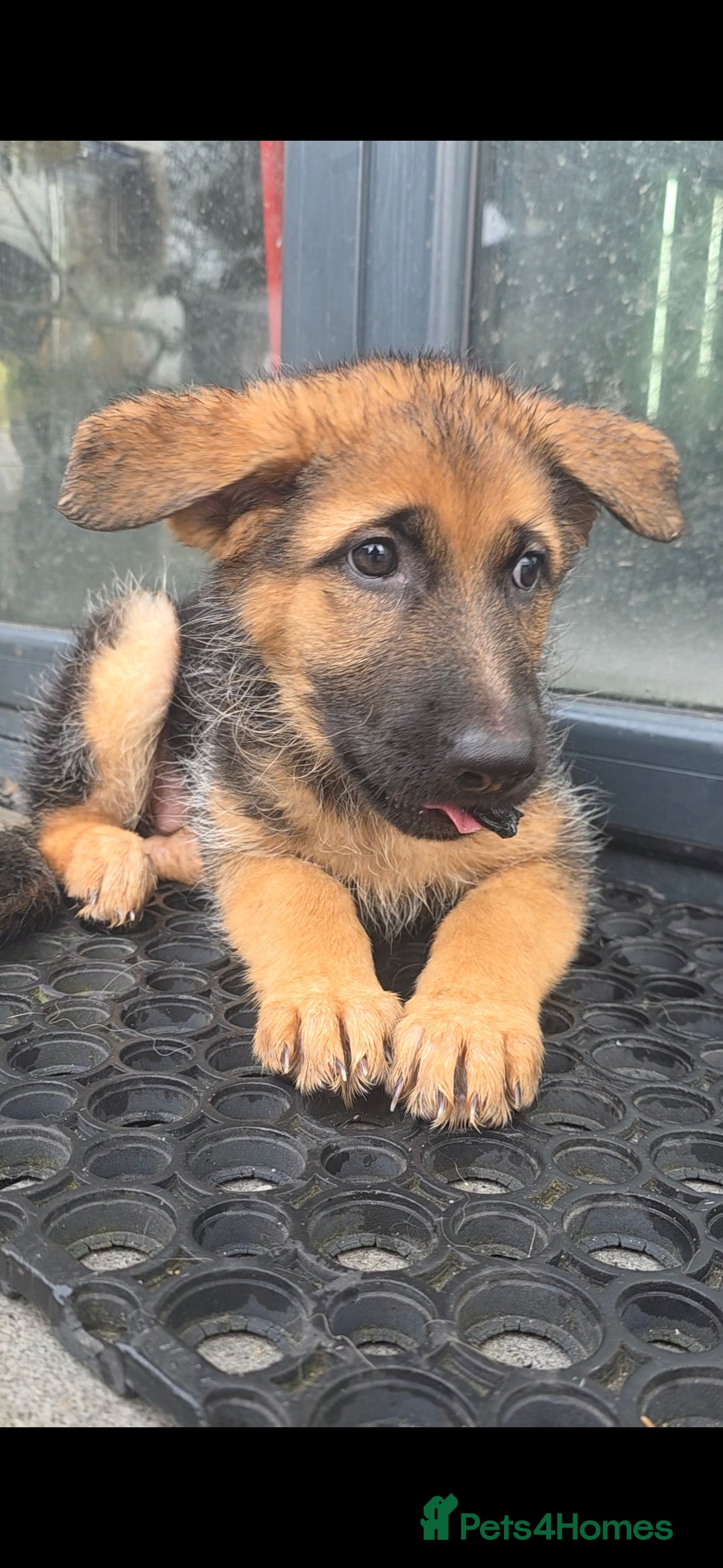 German Shepherd dogs Stunning german shepherd puppies for sale! - Advert 6
