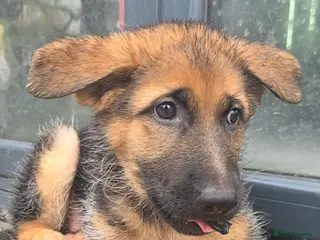 German Shepherd dogs Stunning german shepherd puppies for sale! - Advert 6