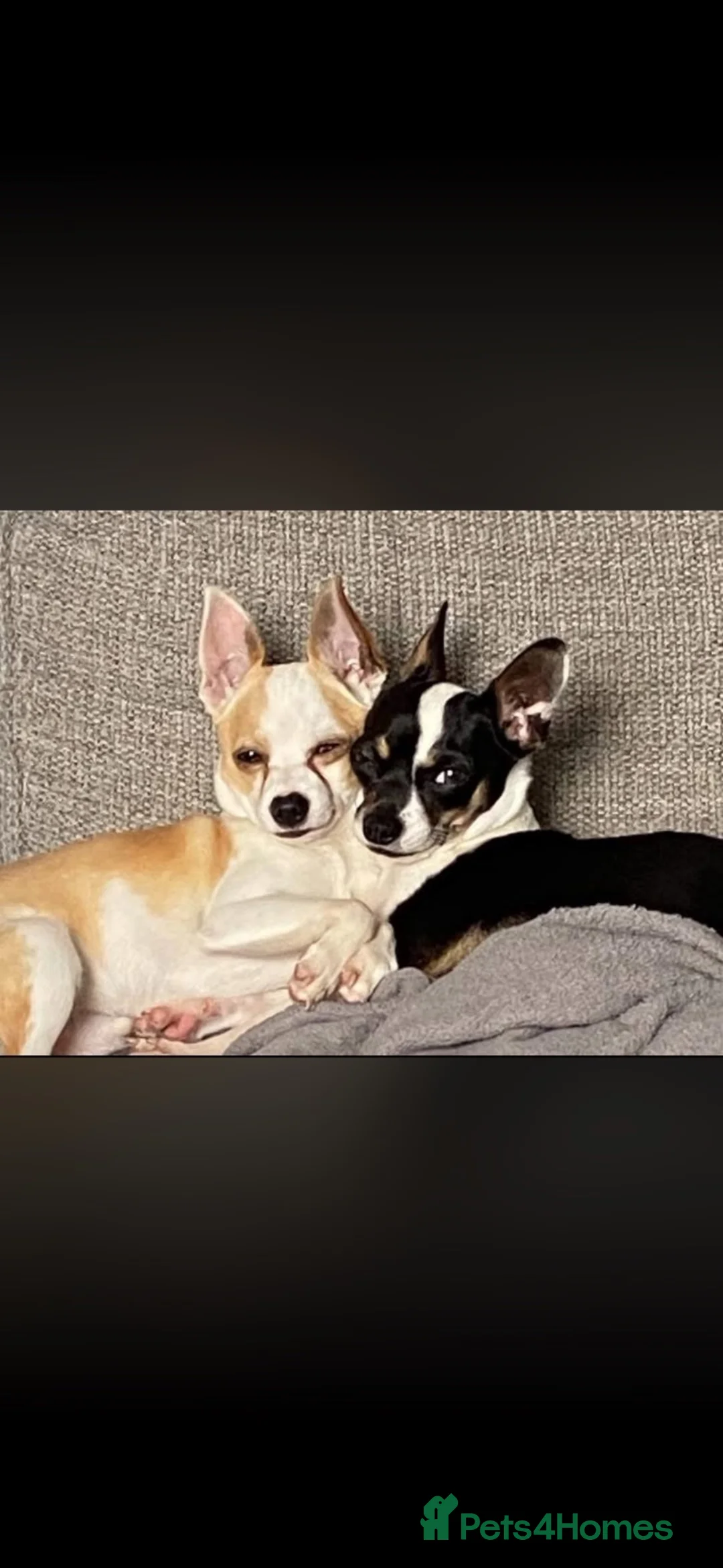 Chihuahua dogs for stud: 🐾  CHIHUAHUA for Stud 🐾 - Advert 3