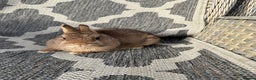 Netherland Dwarf rabbits for sale: Adult Netherlands dwarf doe. - Advert 6