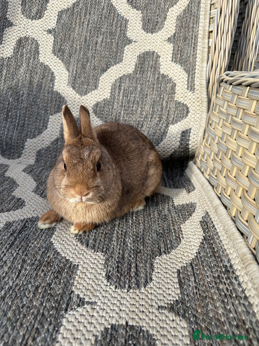 Netherland Dwarf rabbits for sale: Adult Netherlands dwarf doe. - Image 6