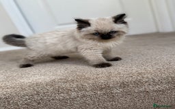 Ragdoll cats for sale: 10 week old Ragdoll kitten Male - Image 1