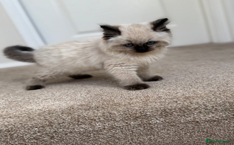 Ragdoll cats - Advert 3