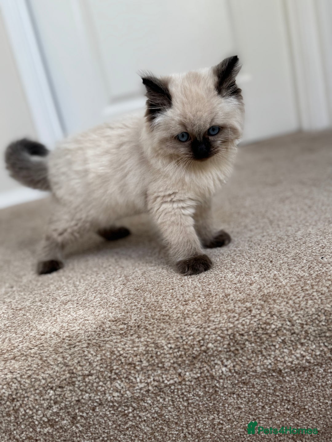 Ragdoll cats for sale: 10 week old Ragdoll kitten Male - Image 1