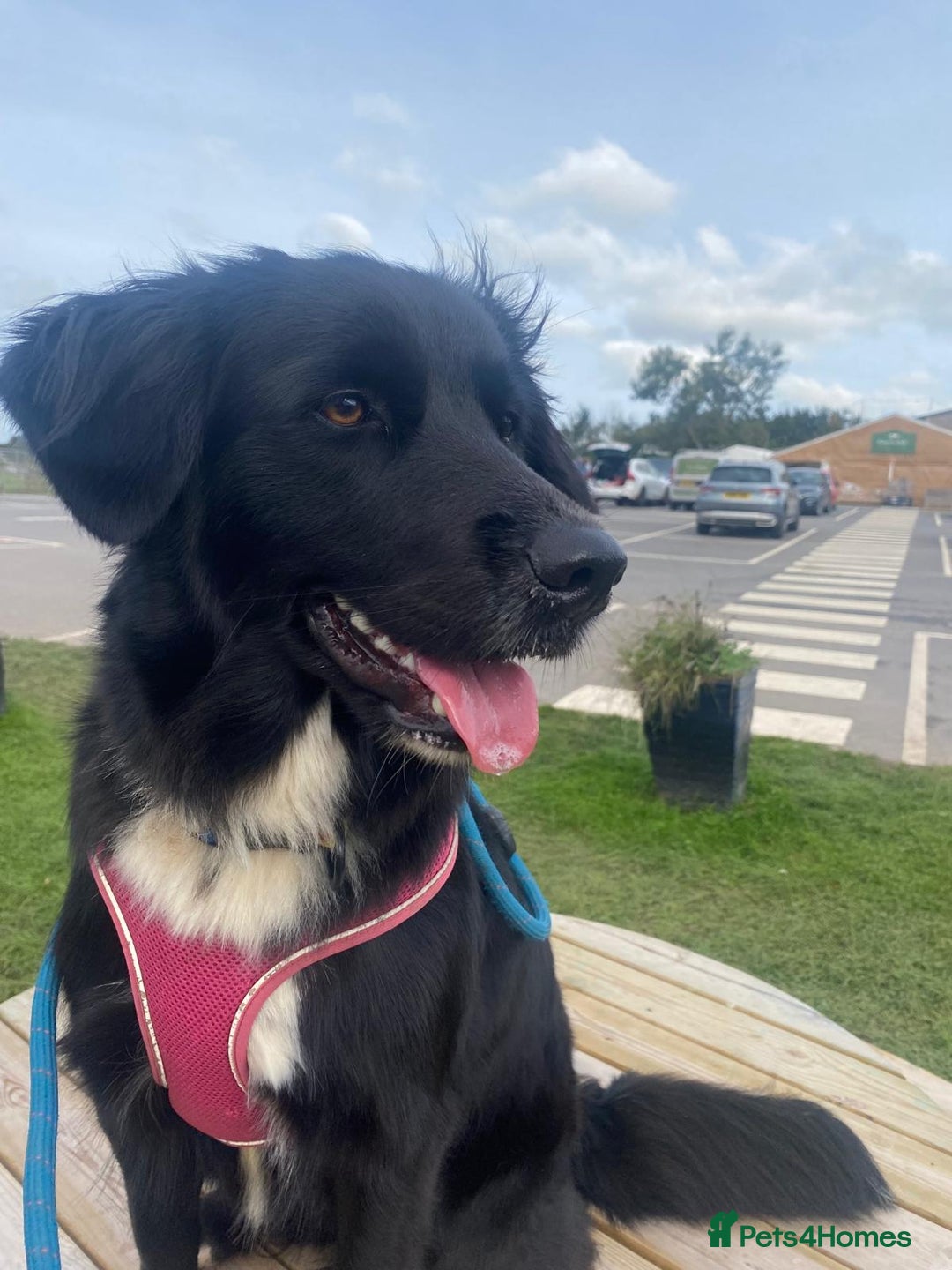 Border Collie dogs for stud: LOOKING FOR STUD  - Advert 3