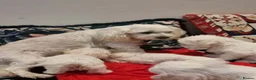 Bichon Frise dogs for sale: Bishon Frise  - Advert 4