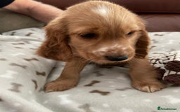 Cocker Spaniel dogs for sale:  Cocker spaniel puppies  - Advert 8