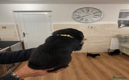 Rottweiler dogs for sale: Rottweiler pups KC Registered + Champ Bloodlines - Image 15