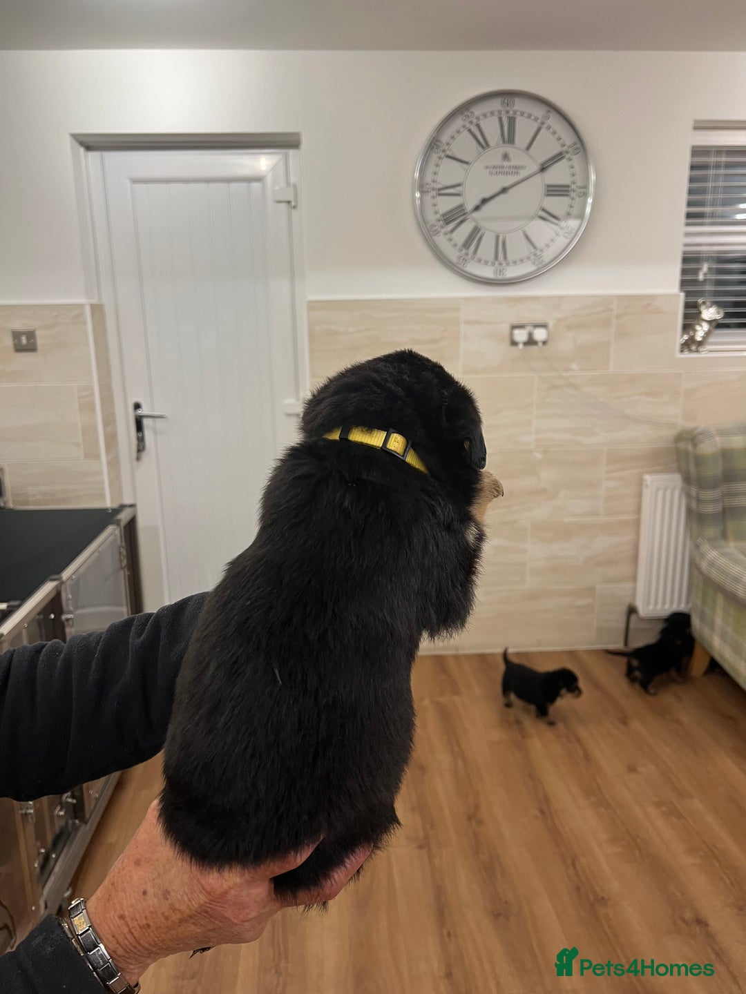 Rottweiler dogs for sale: Rottweiler pups KC Registered + Champ Bloodlines - Image 15