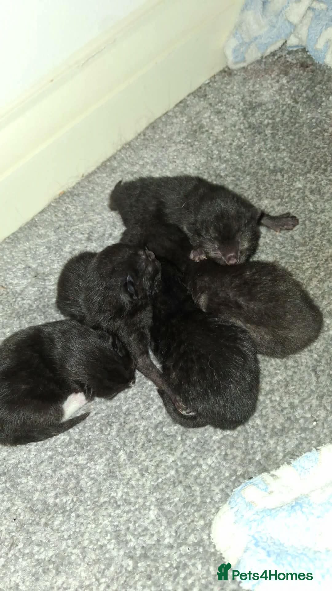 Mixed Breed cats Kittens  - Advert 1