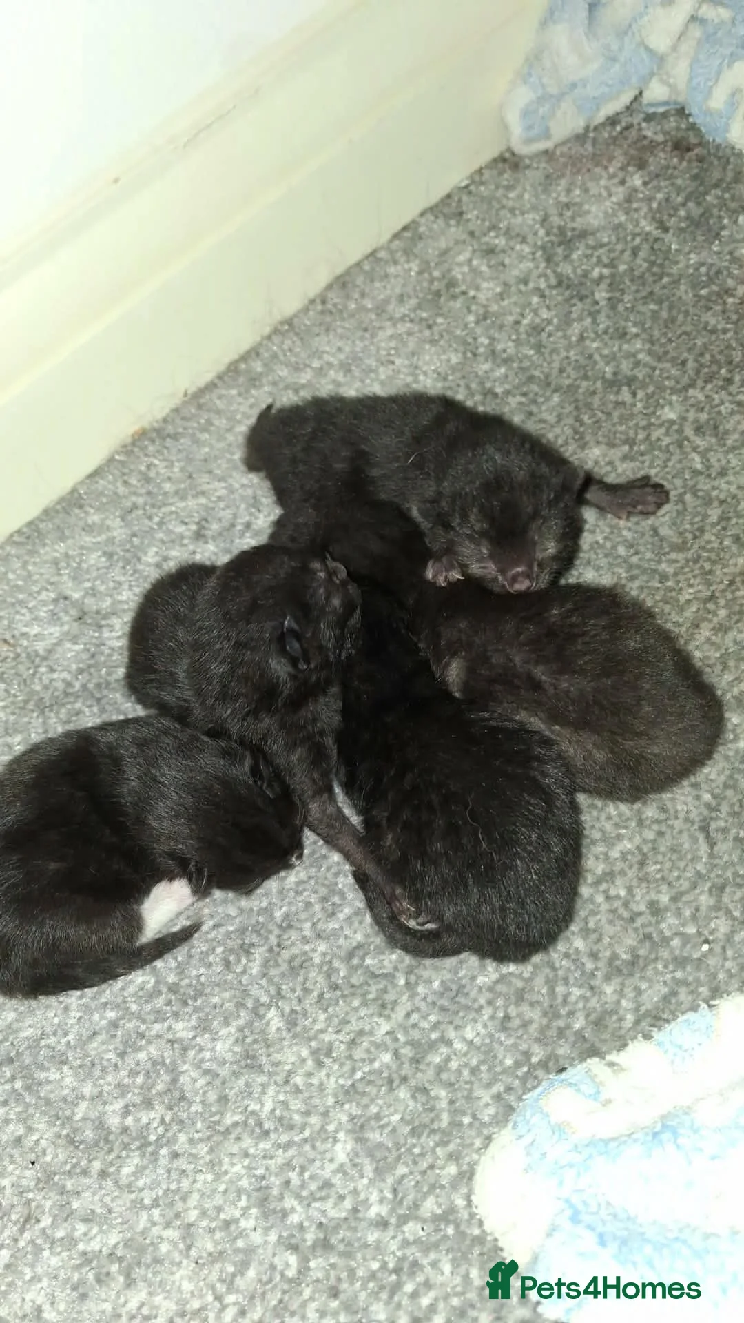 Mixed Breed cats for sale: Kittens  - Advert 1